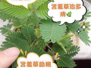 含羞草未满禁止观看：神奇的植物，触碰后会关闭叶片