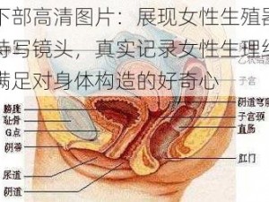 女下部高清图片：展现女性生殖器官的特写镜头，真实记录女性生理结构，满足对身体构造的好奇心