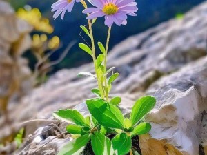 野花视频在线观看免费直播-野花视频在线观看免费直播，高清画质，精彩不断