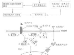 泰拉瑞苗：生长机制与实用作用详解