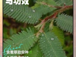 含羞草2024隐藏途径、含羞草 2024 隐藏途径有哪些？