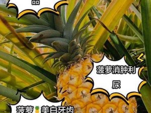 福建大菠萝官方网页湖南教育 如何在湖南教育中找到福建大菠萝官方网页？