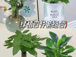 口袋植物新手必读：实用攻略与栽培技巧，助你轻松上手口袋植物