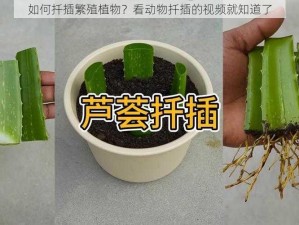 如何扦插繁殖植物？看动物扦插的视频就知道了