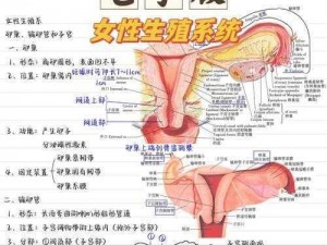 女性生理结构和功能