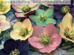 创造与魔法中的坦钠果：神秘植物的独特功能与用途探索