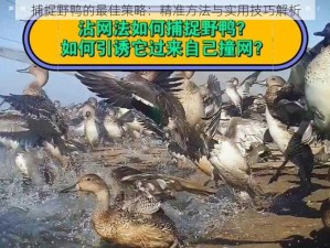 捕捉野鸭的最佳策略：精准方法与实用技巧解析