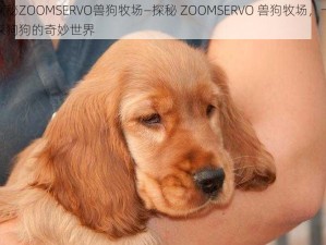 探秘ZOOMSERVO兽狗牧场—探秘 ZOOMSERVO 兽狗牧场，一探狗狗的奇妙世界