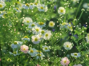 野花视频在线观看播放免费、野花视频在线观看播放免费，精彩内容看不停