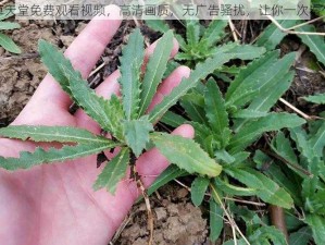 野草天堂免费观看视频，高清画质，无广告骚扰，让你一次看个够