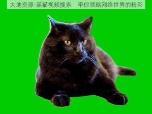 大地资源-黑猫视频搜索：带你领略网络世界的精彩