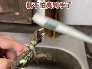 捉螃蟹利器大放异彩：神秘神器工具展示抓蟹技术革新揭秘