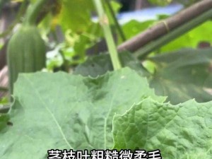 抖音樱桃丝瓜绿巨人黄瓜,抖音上的樱桃、丝瓜、绿巨人黄瓜，你知道它们有什么特点吗？