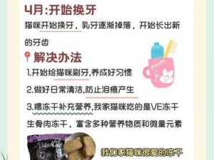 猫语咖啡新手攻略大全：猫咪养殖烹饪心得与经营技巧全解析，助你轻松避开弯路