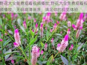 野花大全免费观看视频播放;野花大全免费观看视频播放，无码高清画质，满足你的视觉体验