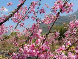 樱花视频在线观看免费高，汇聚海量高清视频资源，涵盖各种类型，让你随时随地想看就看