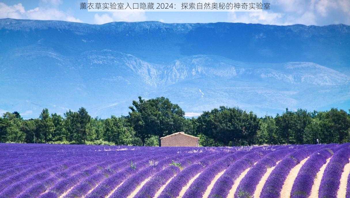 薰衣草实验室入口隐藏 2024：探索自然奥秘的神奇实验室