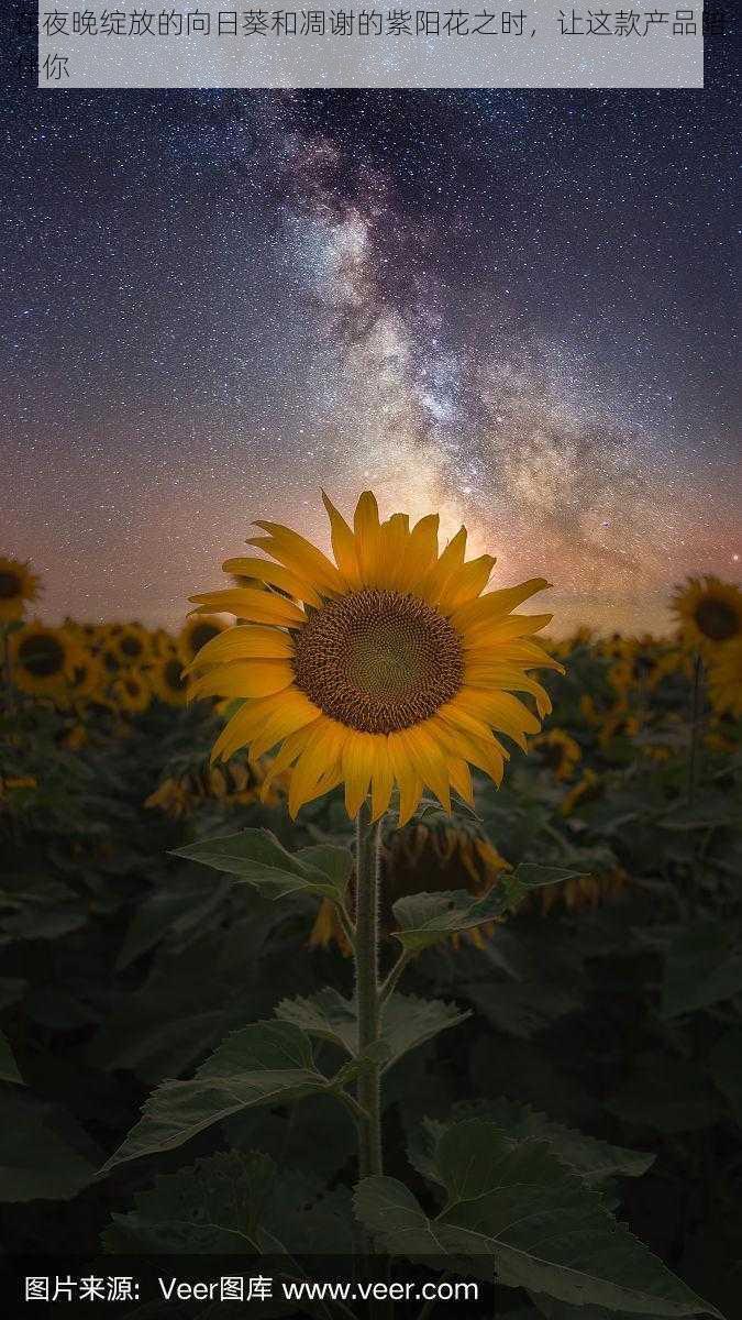 在夜晚绽放的向日葵和凋谢的紫阳花之时，让这款产品陪伴你