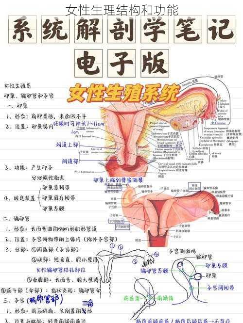 女性生理结构和功能