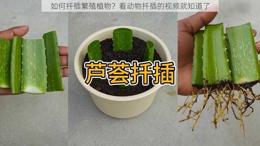 如何扦插繁殖植物？看动物扦插的视频就知道了