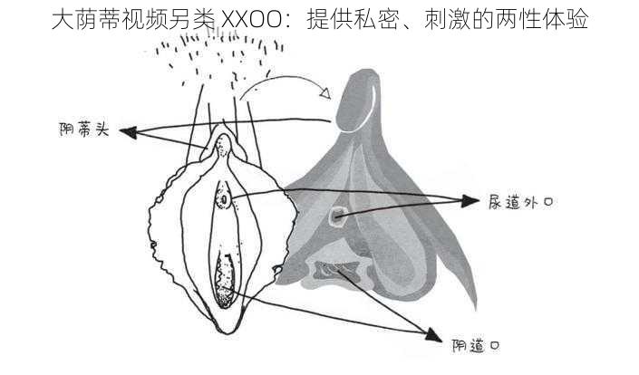 大荫蒂视频另类 XXOO：提供私密、刺激的两性体验