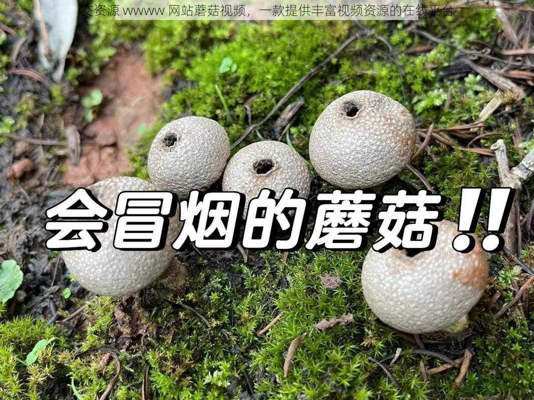 交资源 wwww 网站蘑菇视频，一款提供丰富视频资源的在线平台