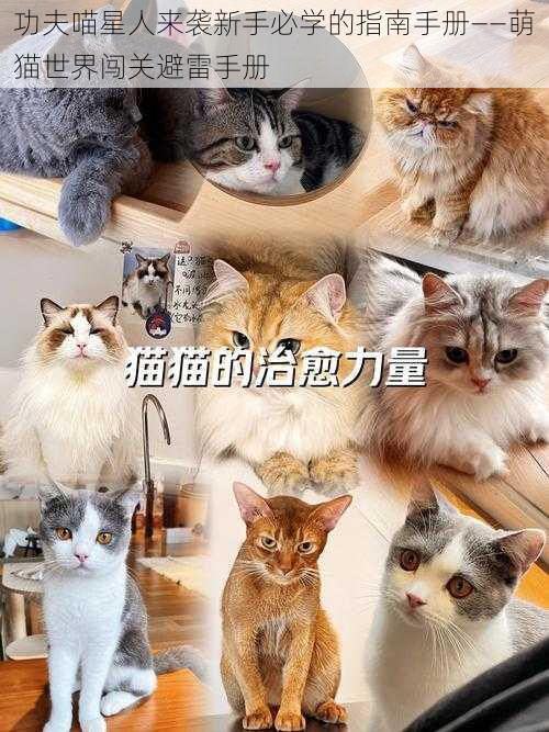 功夫喵星人来袭新手必学的指南手册——萌猫世界闯关避雷手册