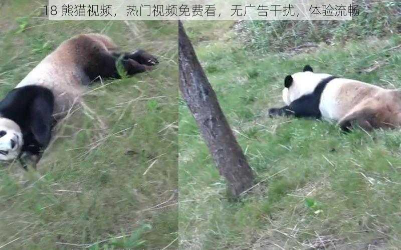 18 熊猫视频，热门视频免费看，无广告干扰，体验流畅