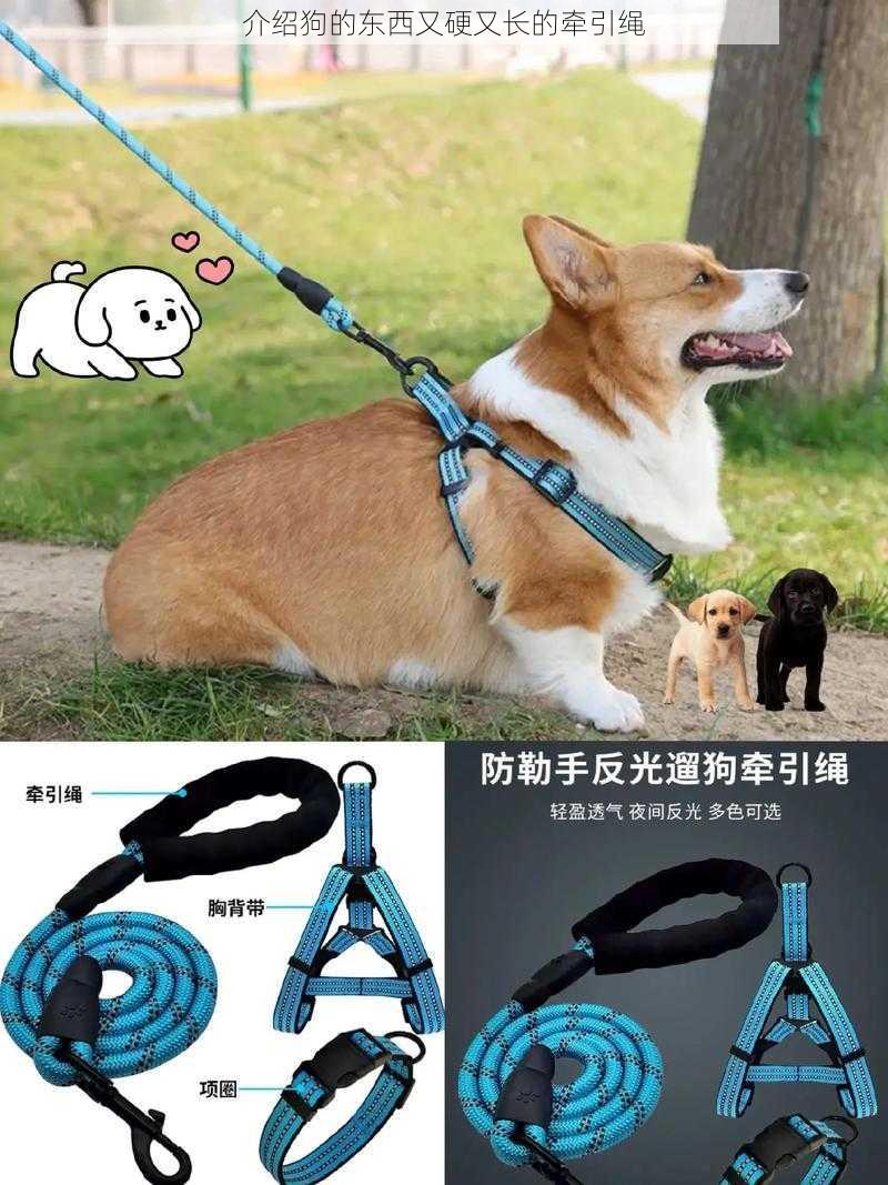 介绍狗的东西又硬又长的牵引绳