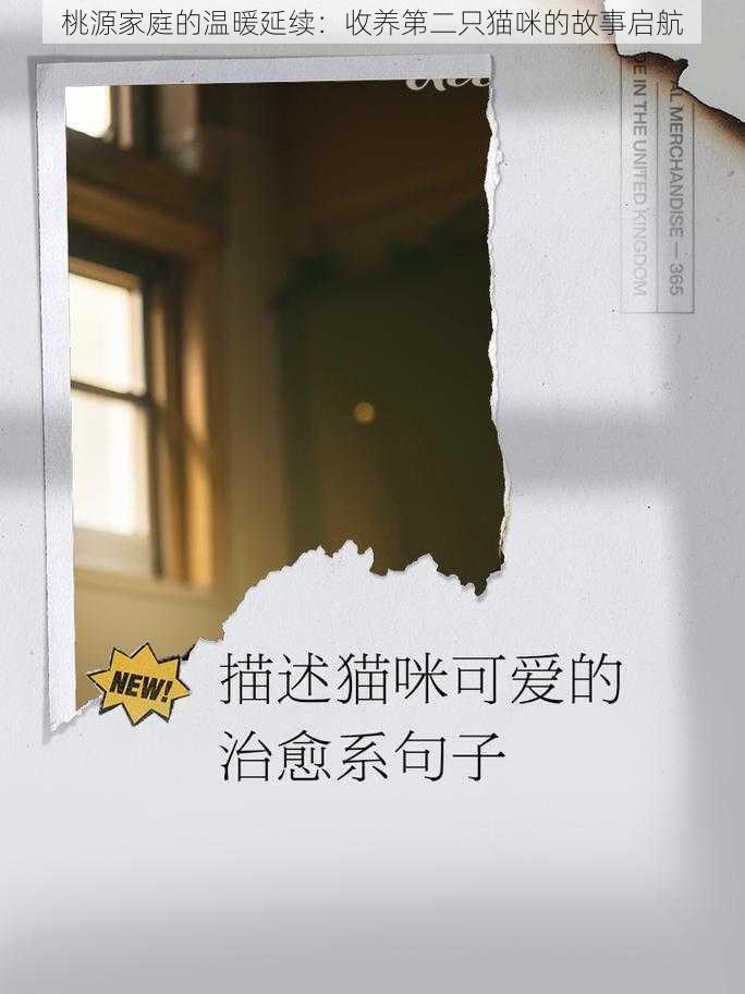 桃源家庭的温暖延续：收养第二只猫咪的故事启航