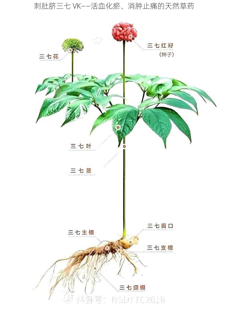 刺肚脐三七 VK——活血化瘀、消肿止痛的天然草药