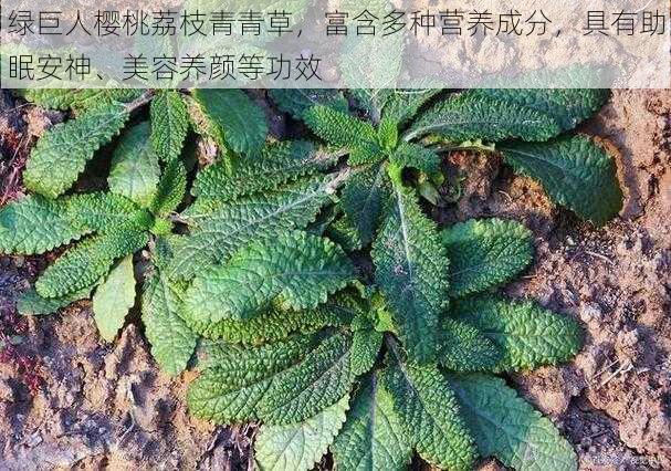 绿巨人樱桃荔枝青青草，富含多种营养成分，具有助眠安神、美容养颜等功效