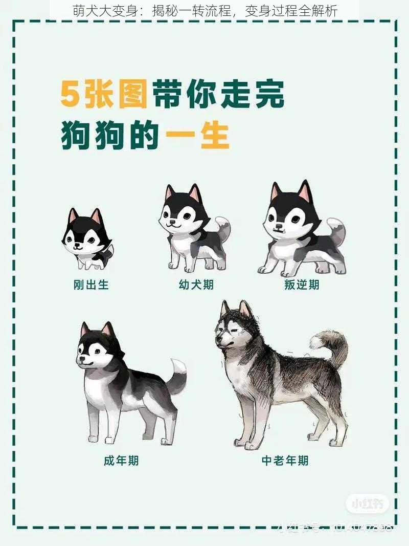 萌犬大变身：揭秘一转流程，变身过程全解析