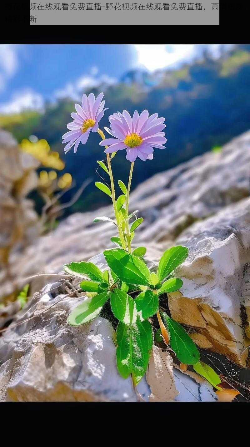 野花视频在线观看免费直播-野花视频在线观看免费直播，高清画质，精彩不断