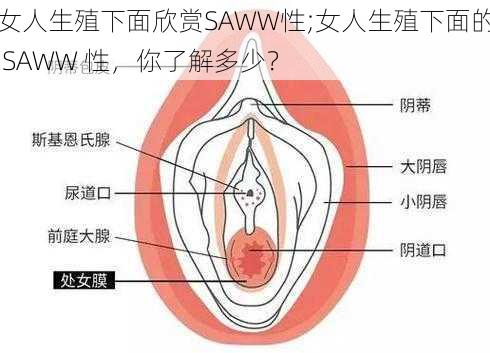 女人生殖下面欣赏SAWW性;女人生殖下面的 SAWW 性，你了解多少？