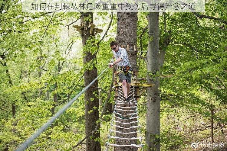 如何在荆棘丛林危险重重中受伤后寻得治愈之道