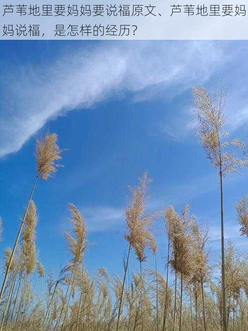 芦苇地里要妈妈要说福原文、芦苇地里要妈妈说福，是怎样的经历？