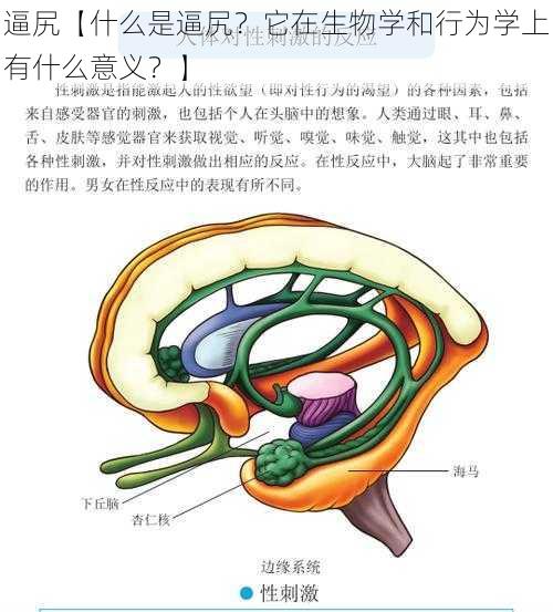 逼尻【什么是逼尻？它在生物学和行为学上有什么意义？】