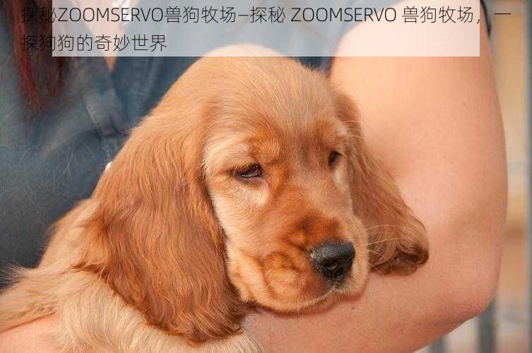 探秘ZOOMSERVO兽狗牧场—探秘 ZOOMSERVO 兽狗牧场，一探狗狗的奇妙世界