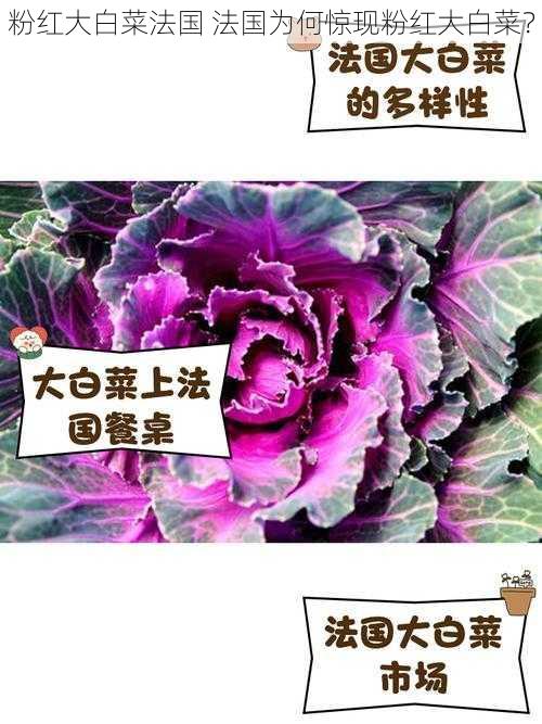 粉红大白菜法国 法国为何惊现粉红大白菜？