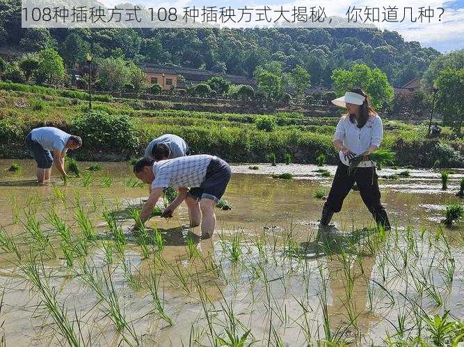 108种插秧方式 108 种插秧方式大揭秘，你知道几种？