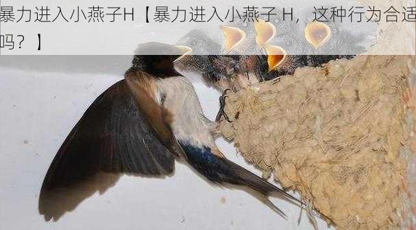 暴力进入小燕子H【暴力进入小燕子 H，这种行为合适吗？】